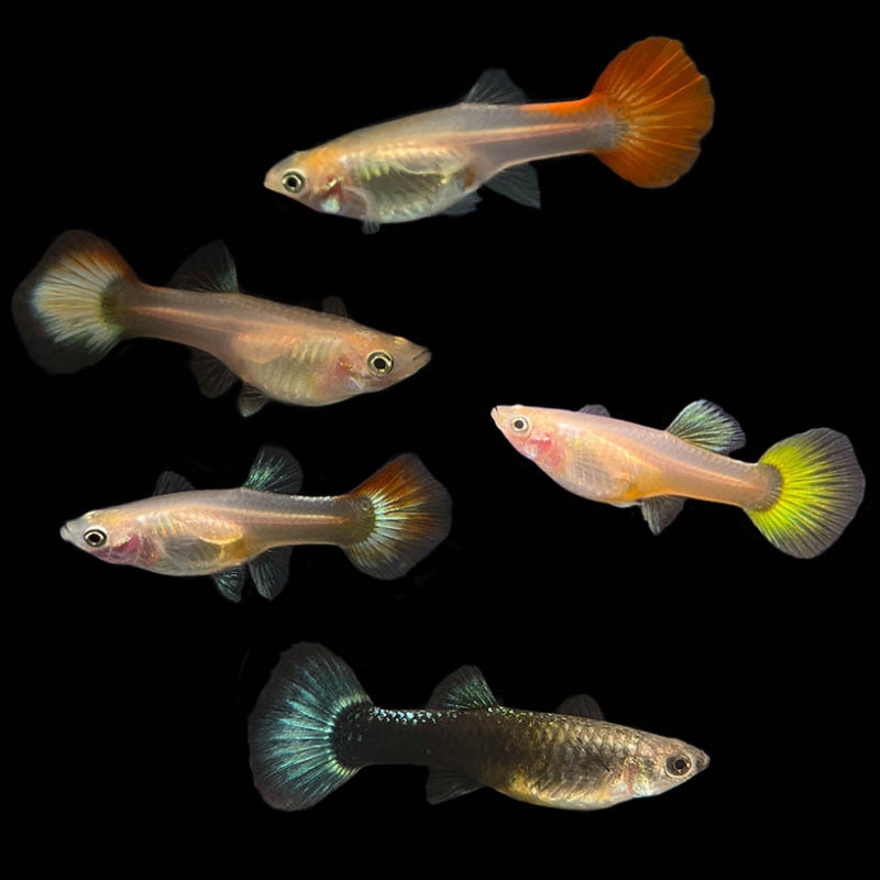 GUPPY FEMALE ASSORTED