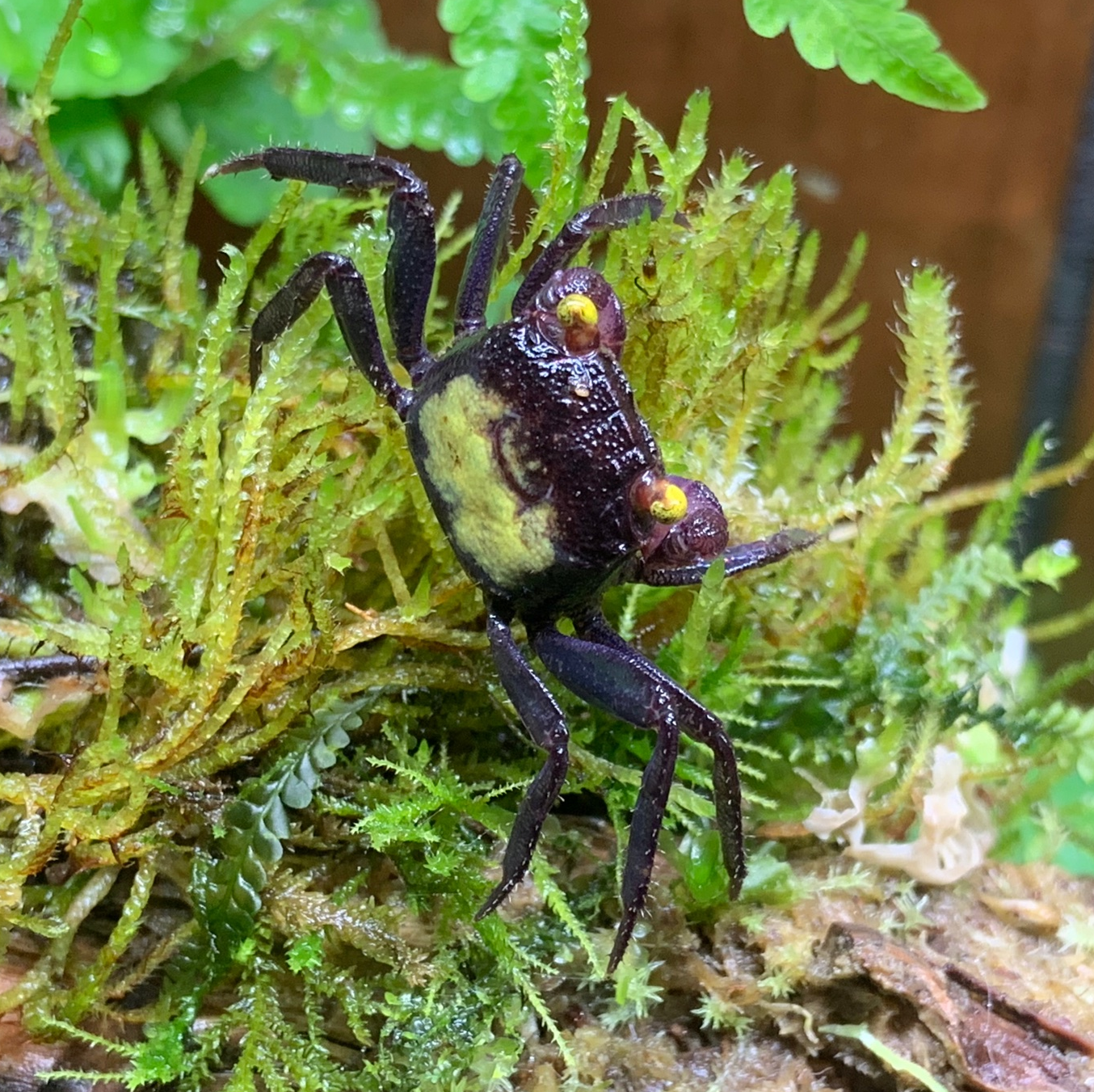 DENNERLE CRAB