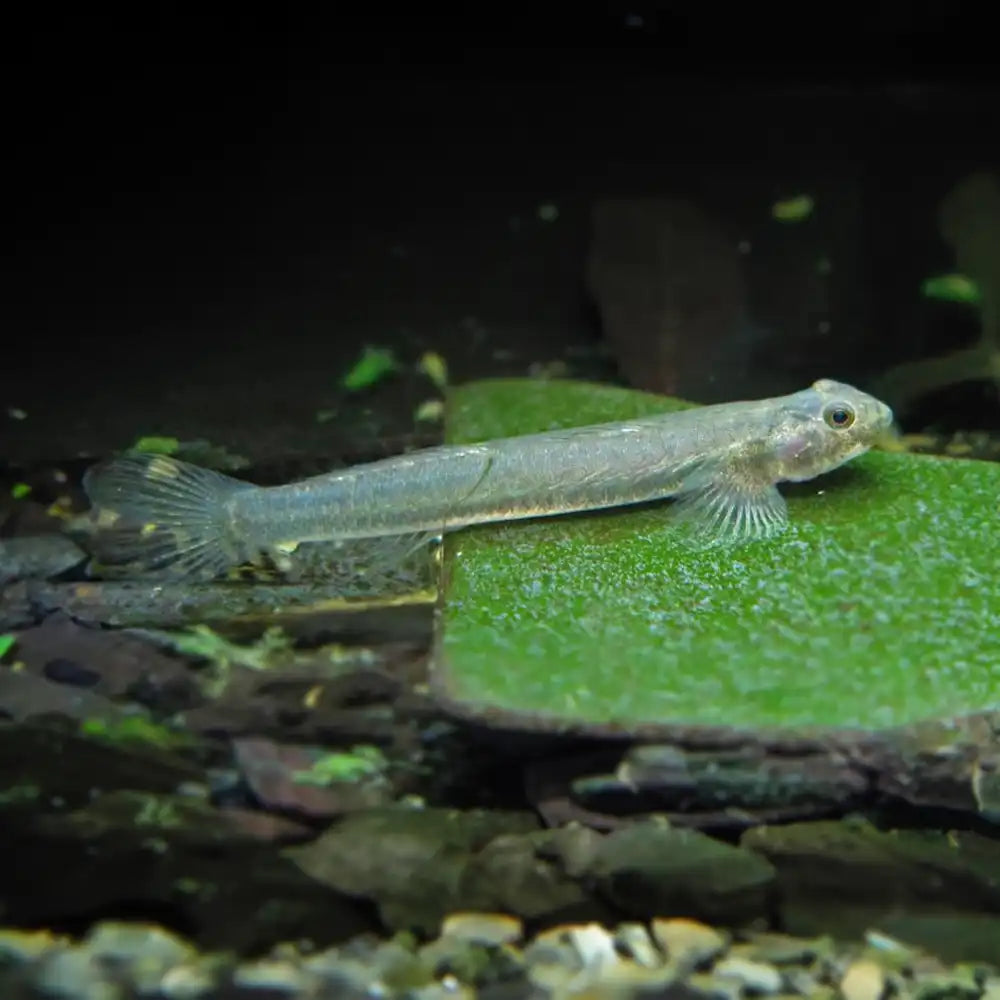 GLASS GOBY