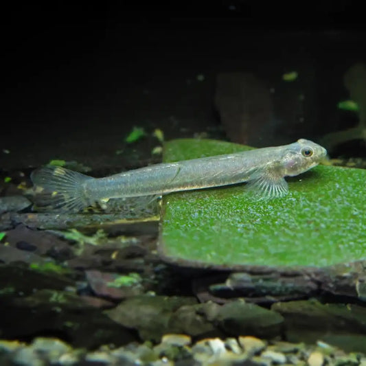 GLASS GOBY