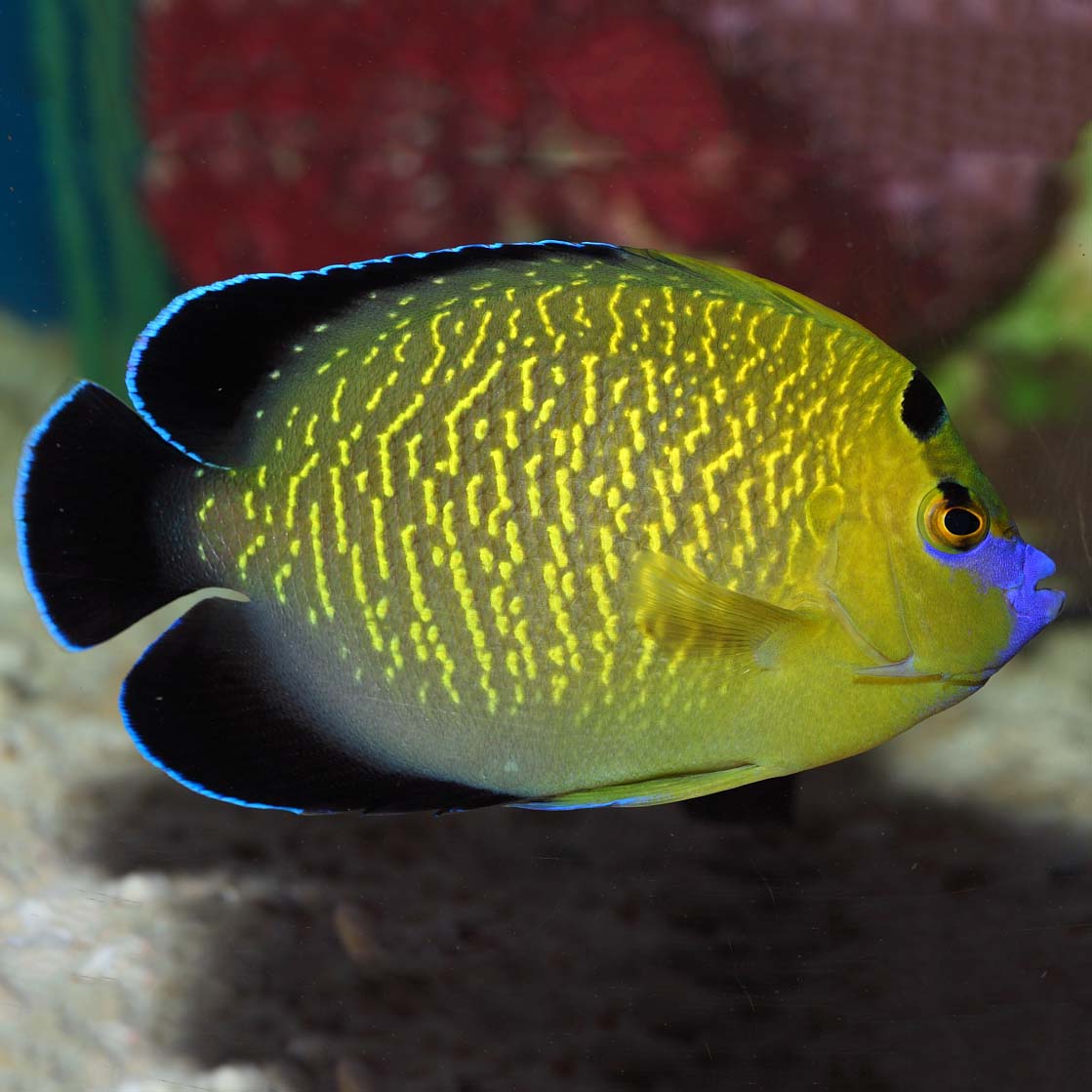 GOLDFLAKE ANGELFISH AD