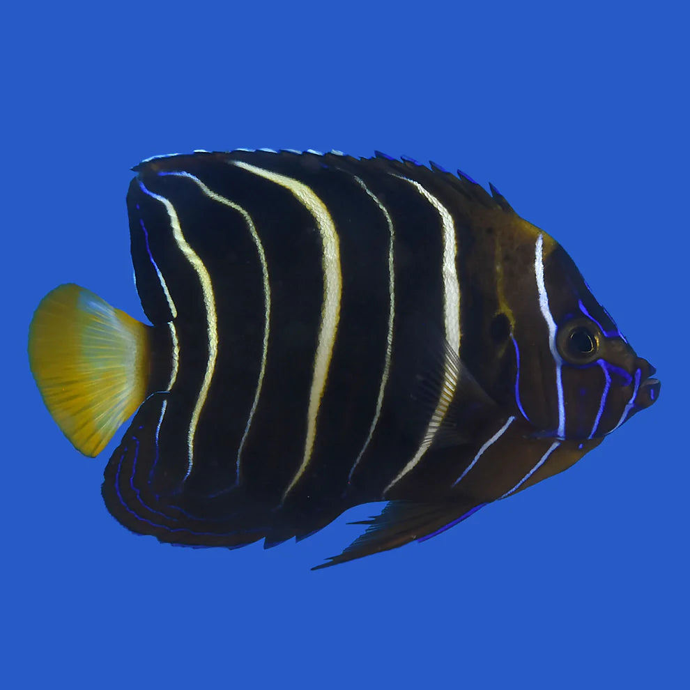 GOLDTAIL ANGELFISH