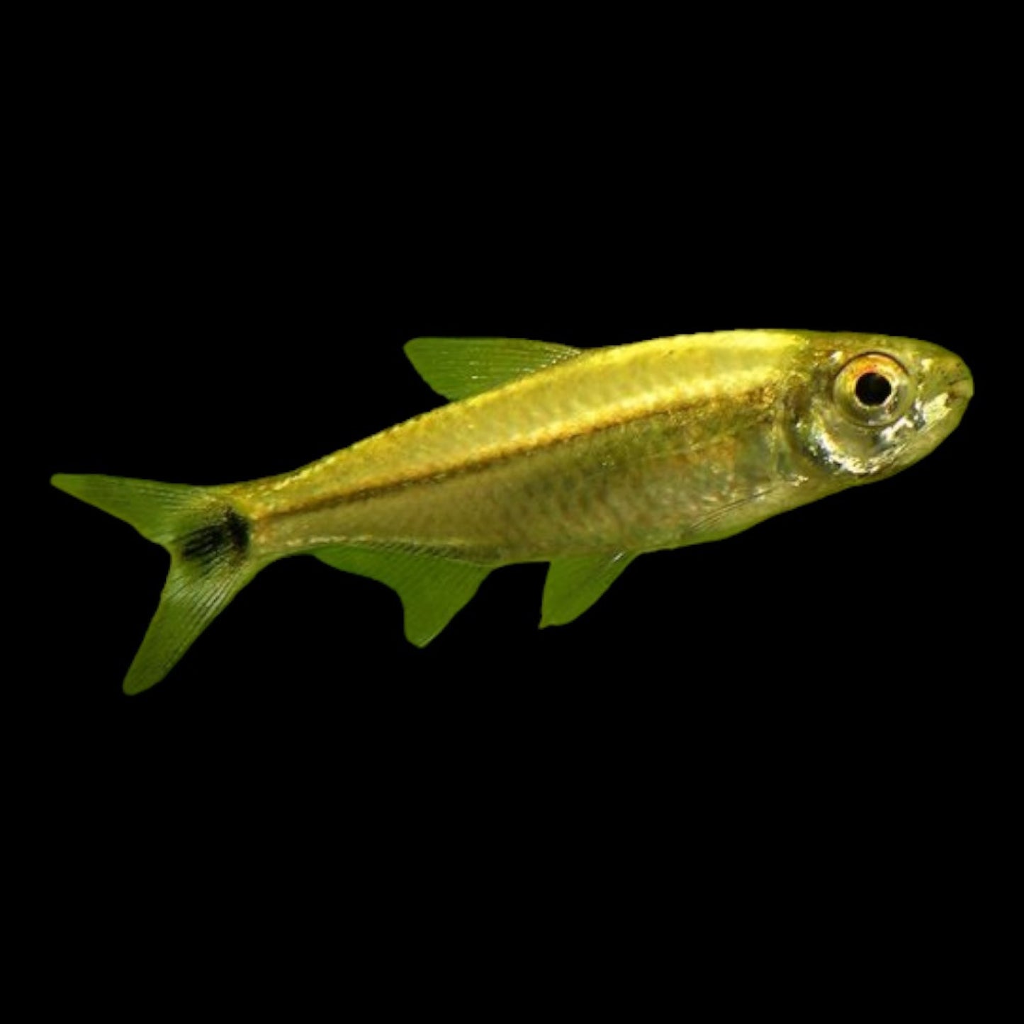 GOLD TETRA