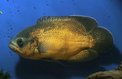 GOLDEN OSCAR