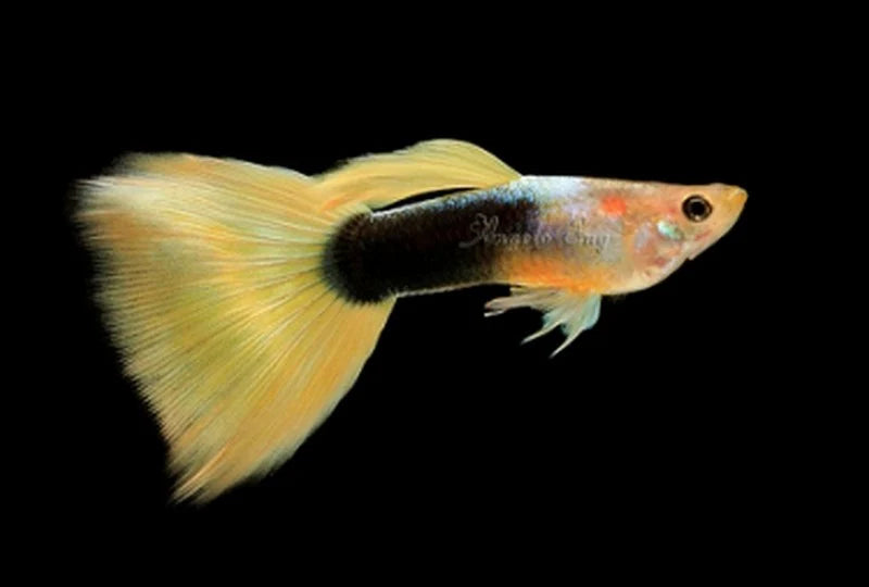 GOLDEN TUXEDO GUPPY MALE