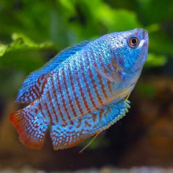 COBALT BLUE DWARF GOURAMI