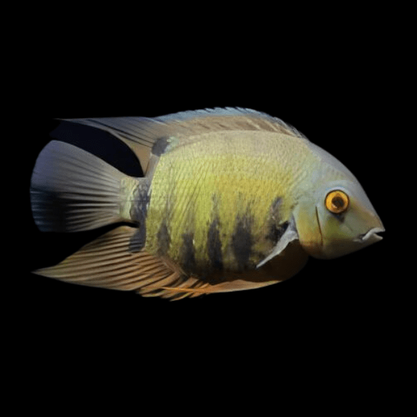 GREEN CEVERUM CICHLID