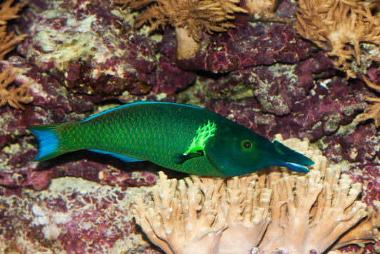 GREEN BIRD WRASSE MALE