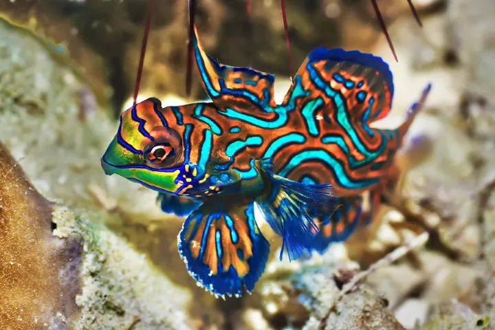 GREEN MANDARIN