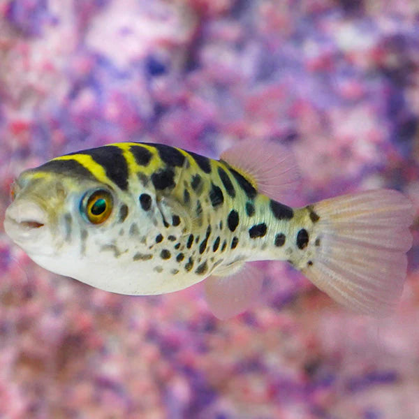 GREEN SPOTTED PUFFER