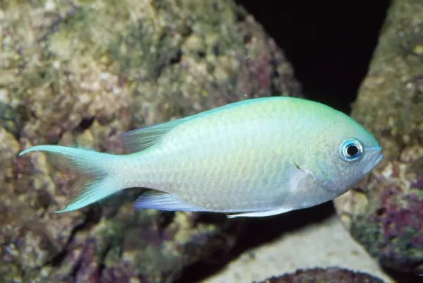 GREEN CHROMIS - AFRICA