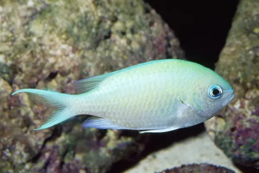 GREEN CHROMIS - AFRICA