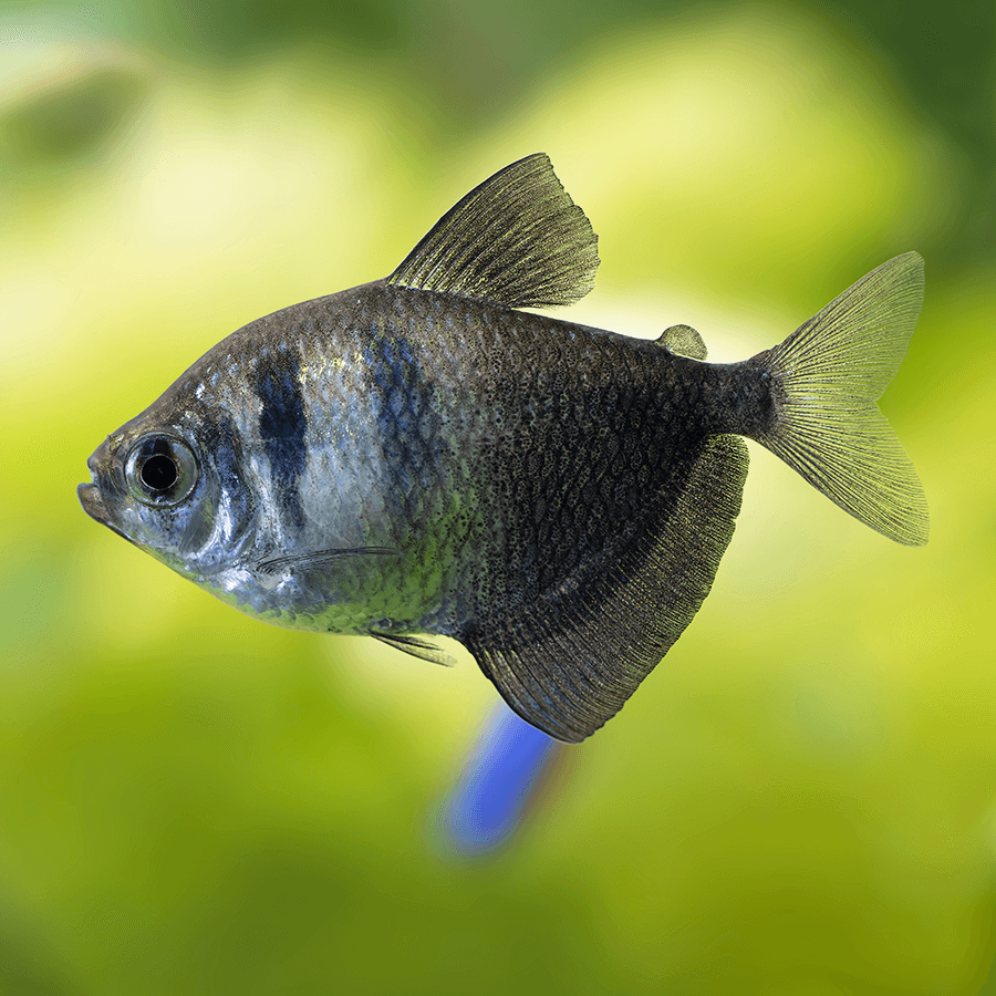 BLACK TETRA VEILTAIL