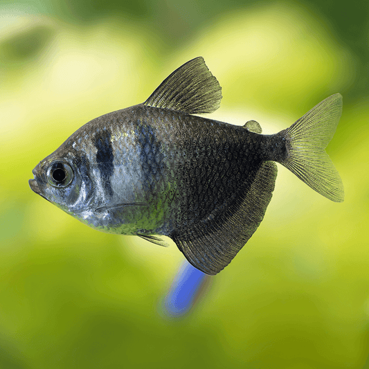 BLACK TETRA VEILTAIL