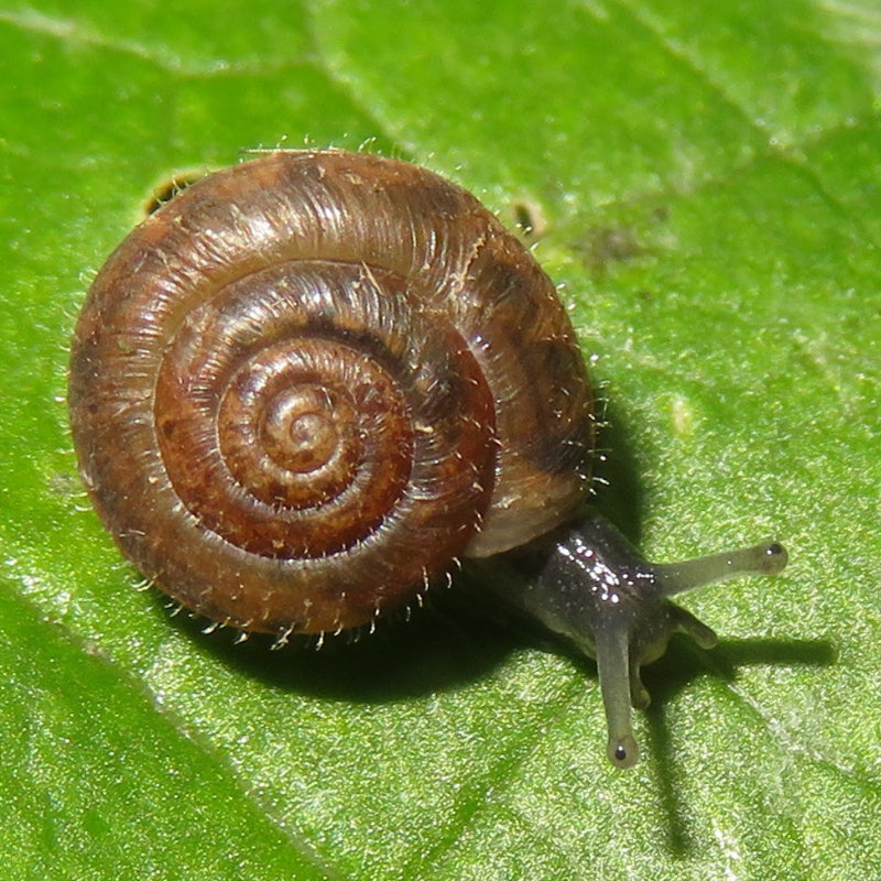 HAIRY SNAIL