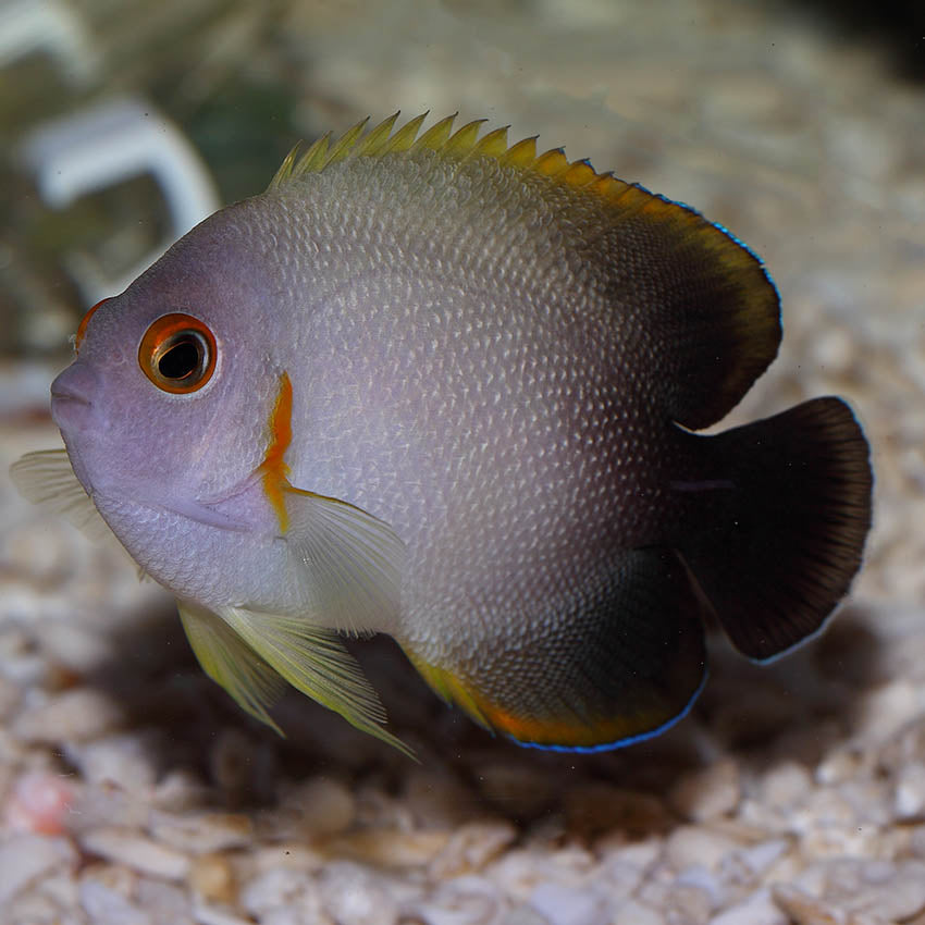 HALF BLACK PEARLSCALE ANGELFISH