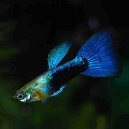 BLUE NEON GUPPYMALE