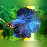 Halfmoon Betta Assorted Male