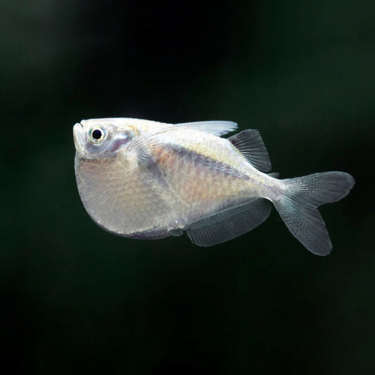 HATCHET FISH