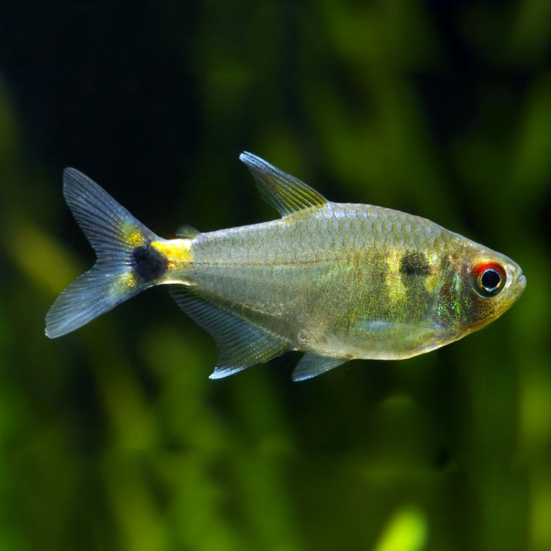 HEAD TAIL LIGHT TETRA