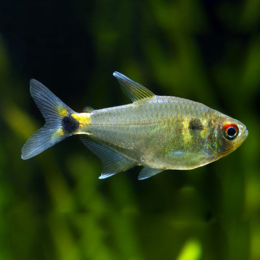 HEAD TAIL LIGHT TETRA