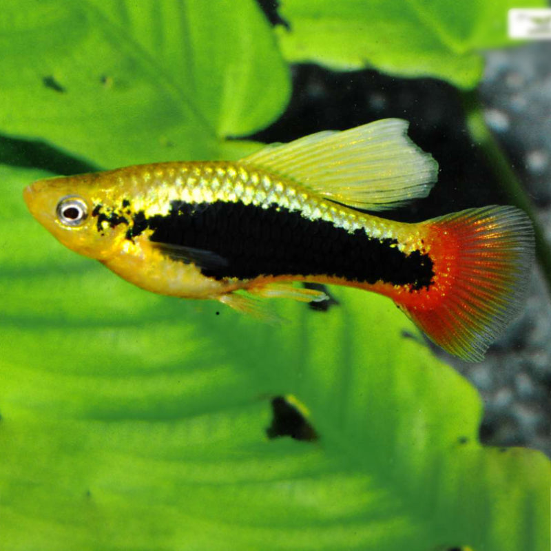 HI-FIN HAWAII VARIATUS PLATY