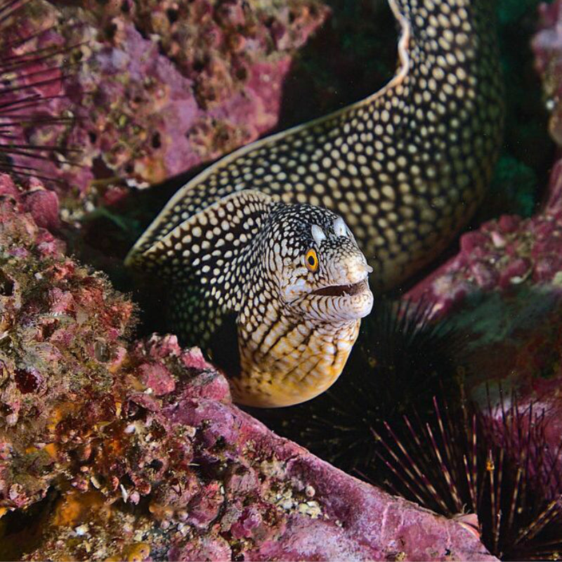 HONEYCOMB MORRAY EEL