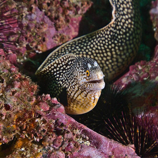 HONEYCOMB MORRAY EEL