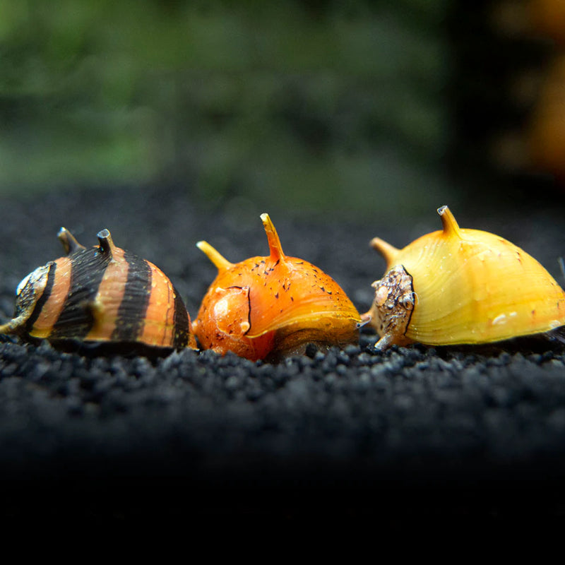HORN SNAIL ASSORTED