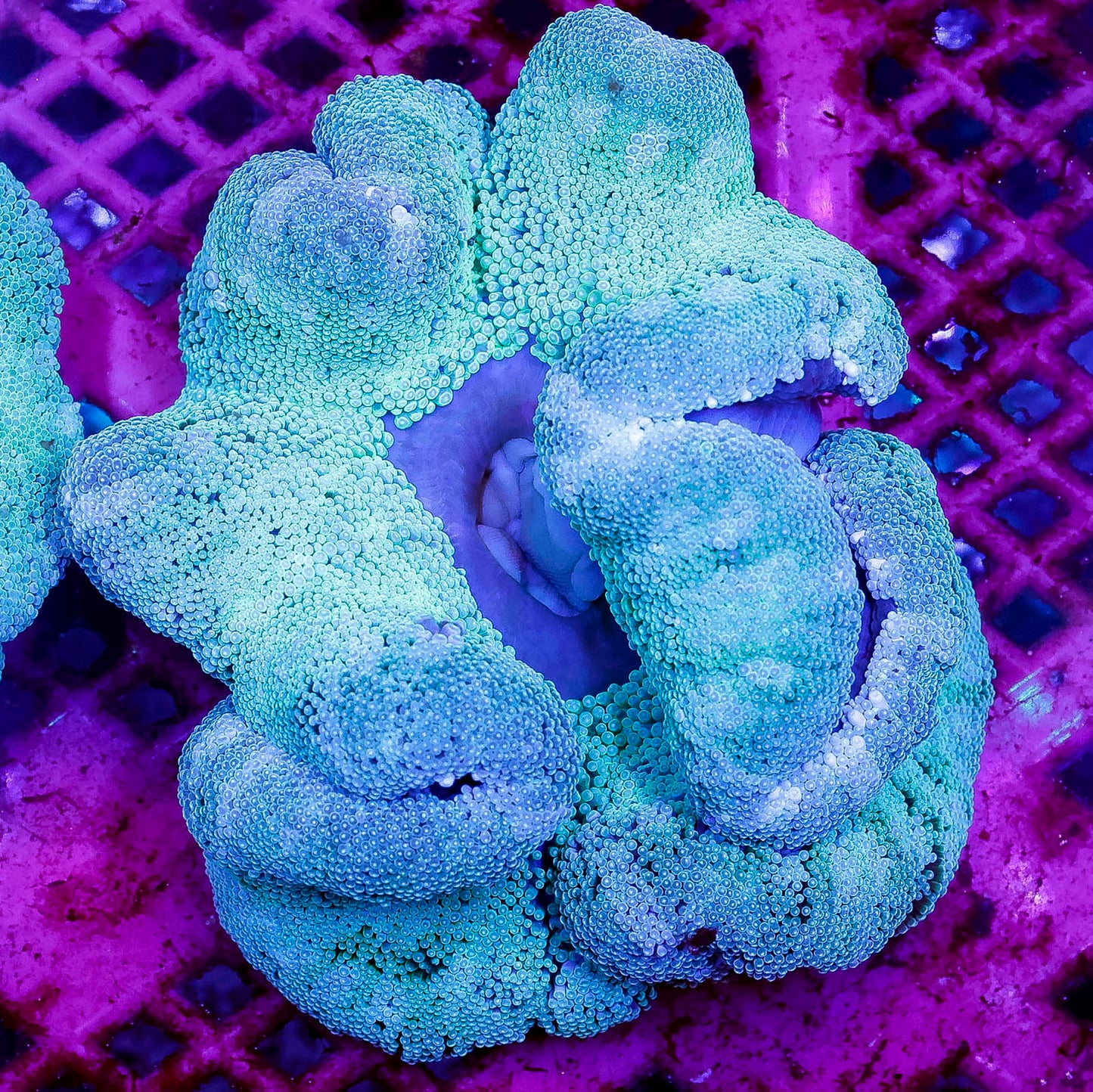 Haddon's Carpet Anemone