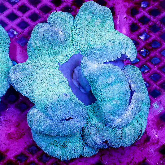 Haddon's Carpet Anemone