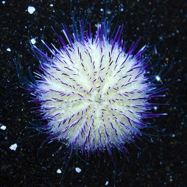 PURPLE SHORT SPINE PINCUSHION URCHIN