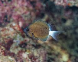 HANUI CHROMIS
