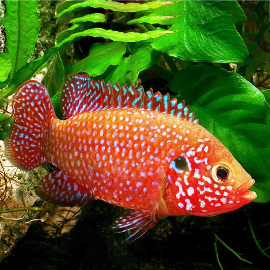 JEWEL CICHLID