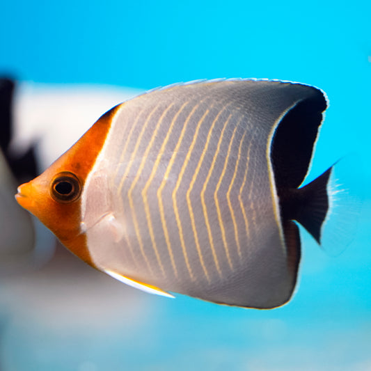 HOODED BUTTERFLY - Red Sea