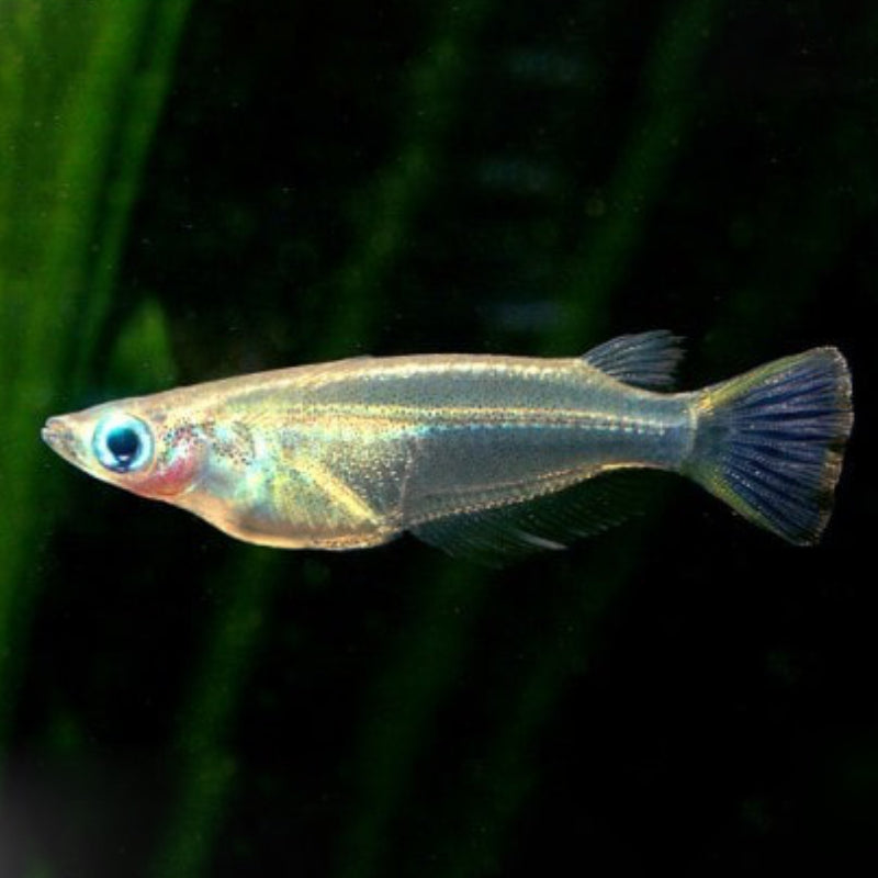 JAVANESE RICE FISH