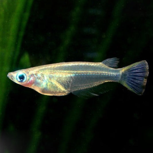 JAVANESE RICE FISH
