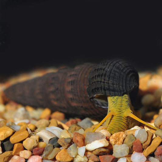 JAVA YELLOW RABBIT SNAIL
