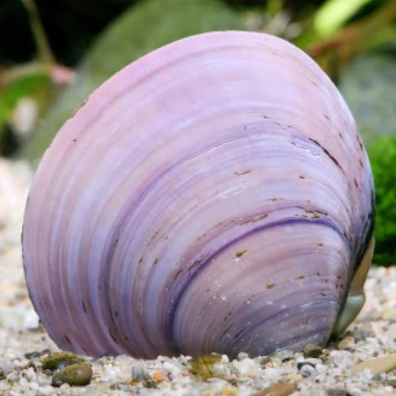 JEWEL CLAM