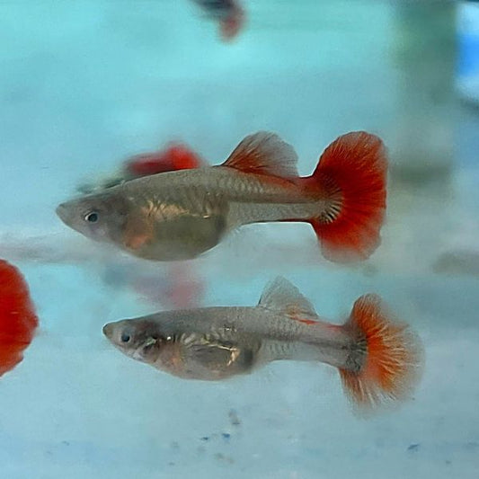 DUMBO EAR RED TAIL GUPPY FEMALE