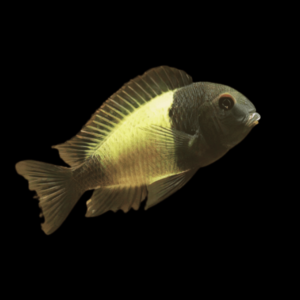 KAISAR TROPHEUS