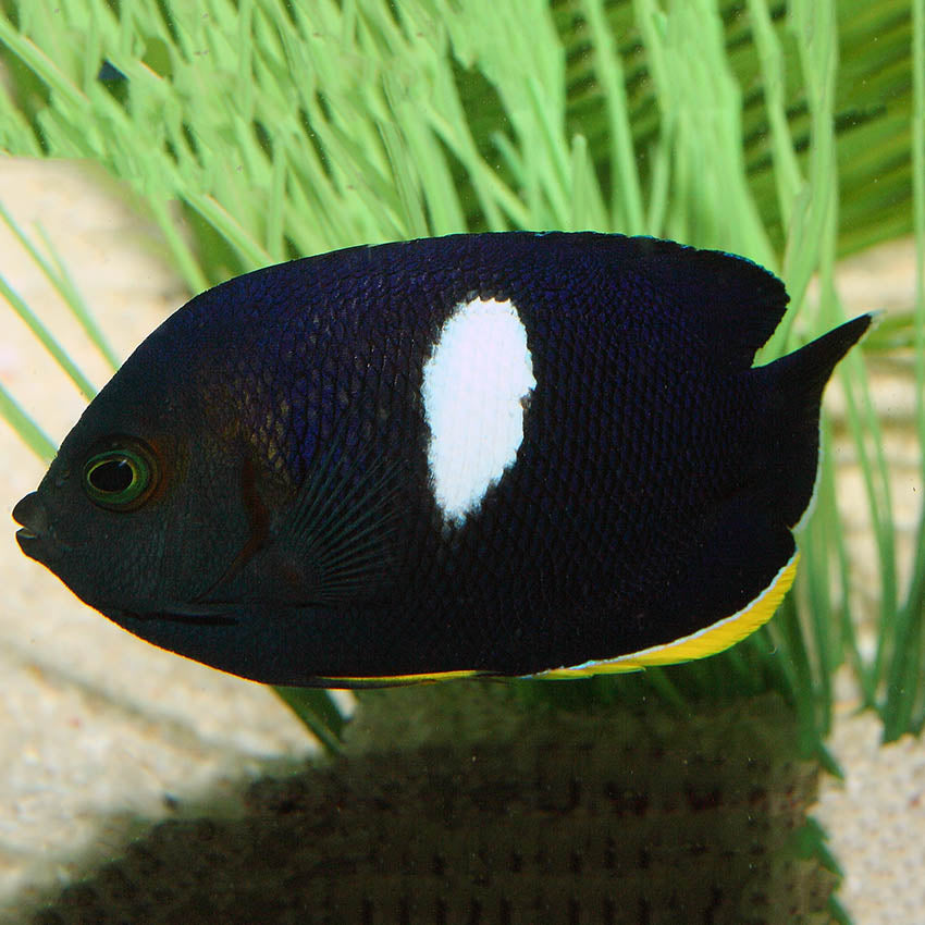 KEYHOLE ANGELFISH