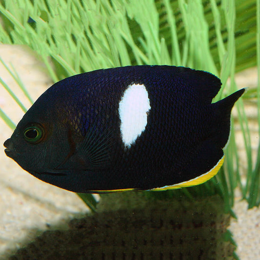 KEYHOLE ANGELFISH