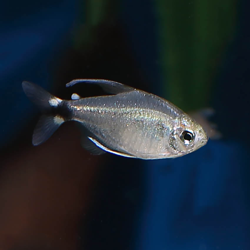 KITTI TETRA