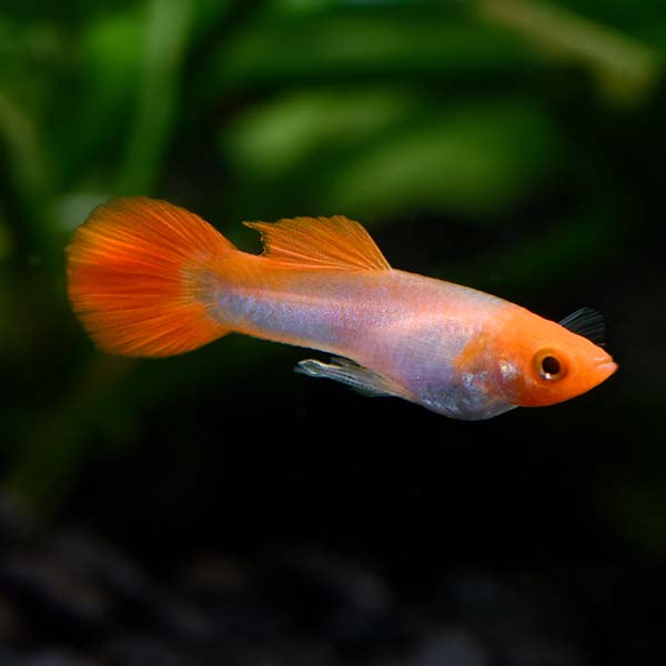KOHAKU MALE GUPPY