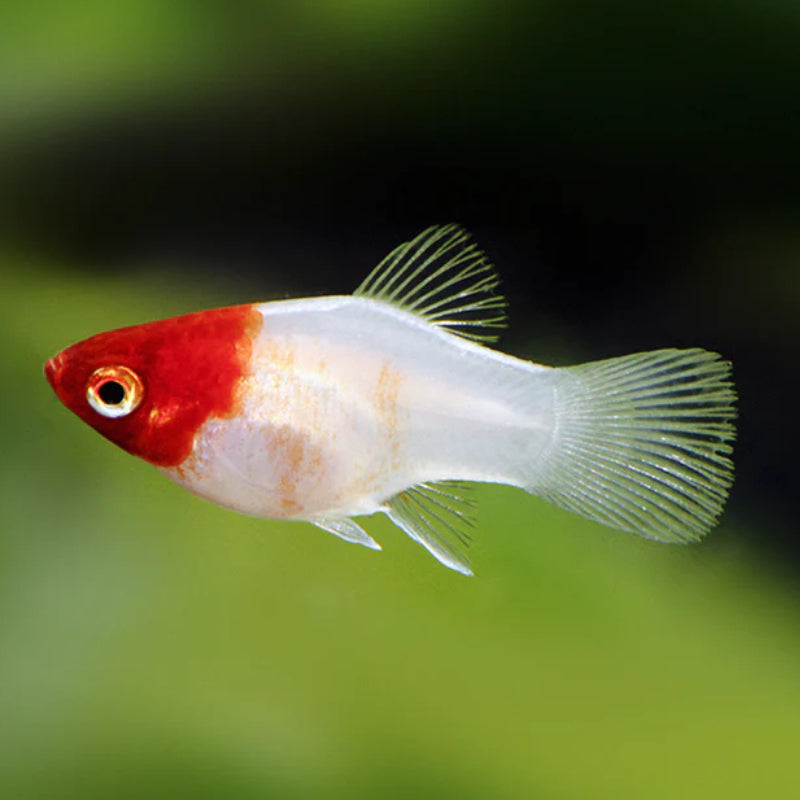 KOHAKU PLATY