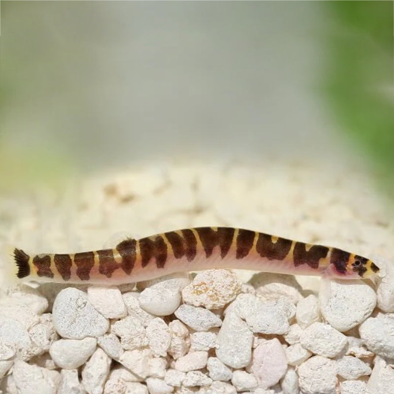 KUHLI LOACH