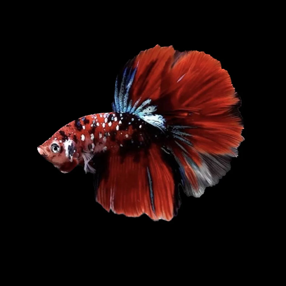 KOI TANGERINE MALE BETTA
