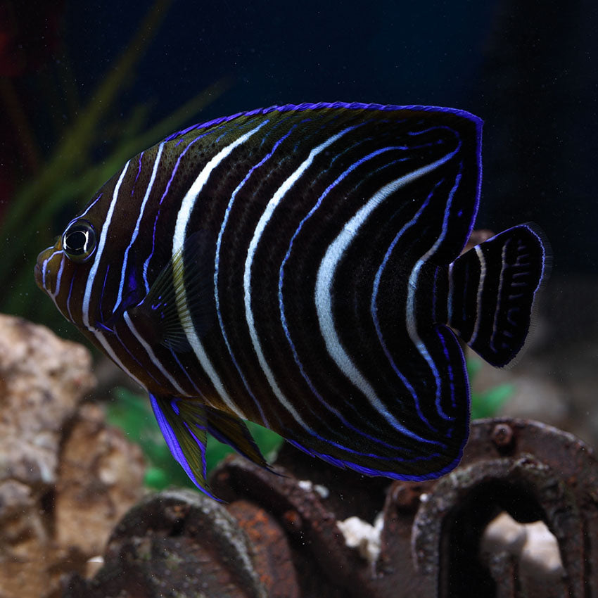 KORAN ANGELFISH