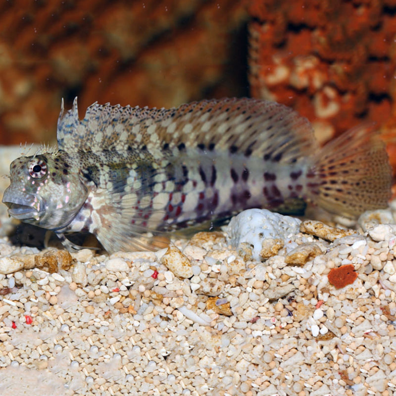 LAWNMOVER BLENNY